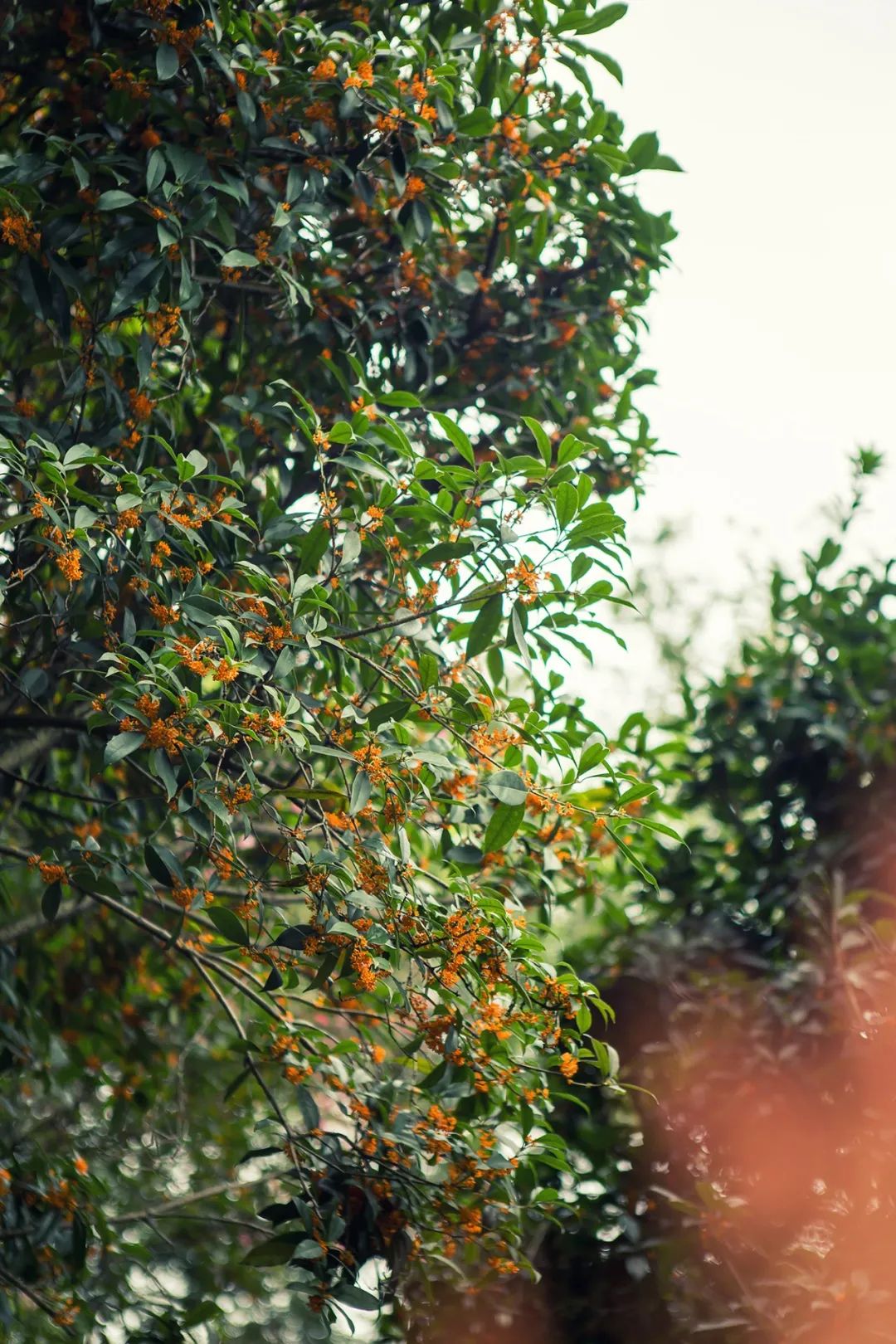 独家视点（绿树红果丰满收，桂花香来是佳人）打一数字