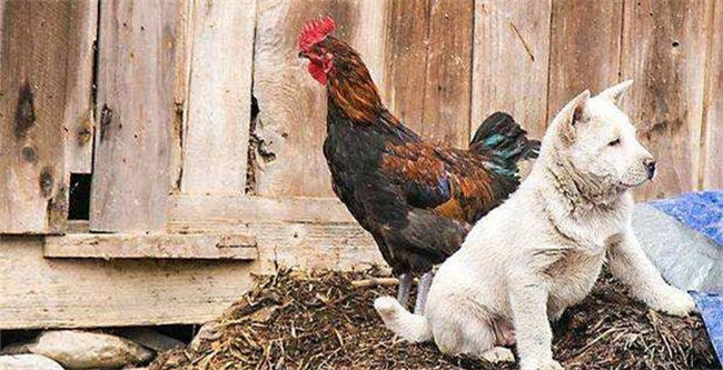 深度剖析:主大僕大鷄狗升，莫怪四人隨富貴。代表什么动物