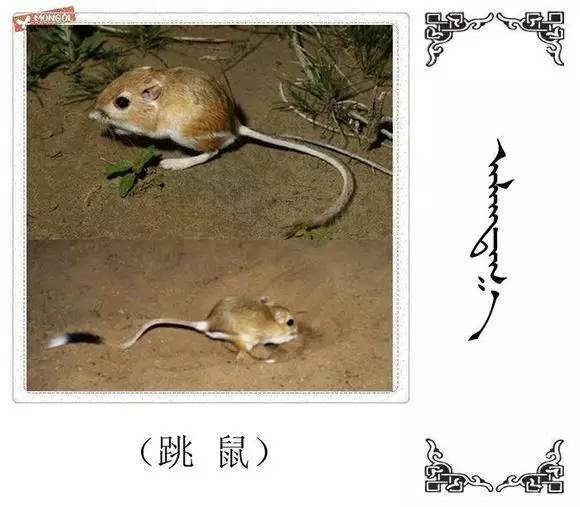 技术阐释:兔子飛奔報喜來，鼠應天機上下開打一准确动物