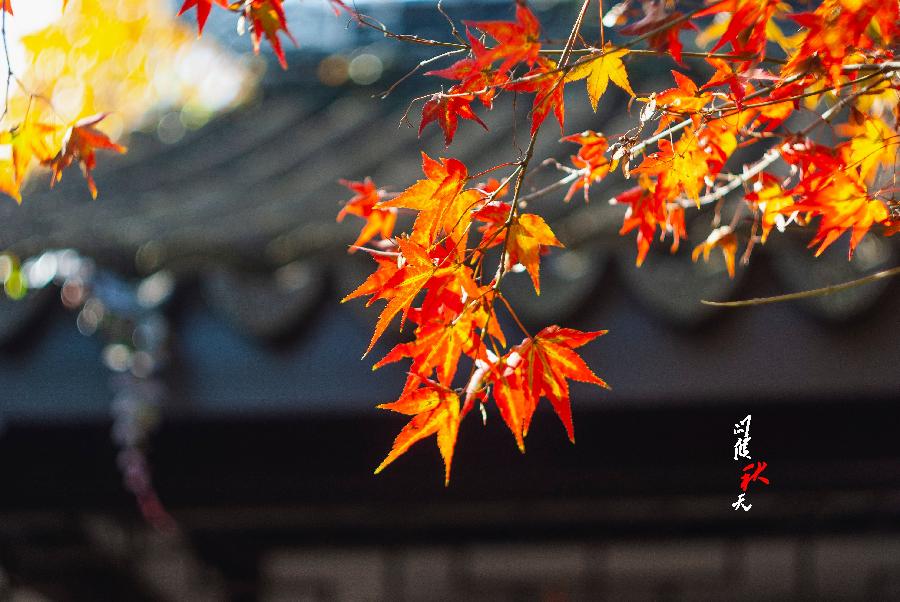 权威解读（独有干秋）代表什么动物