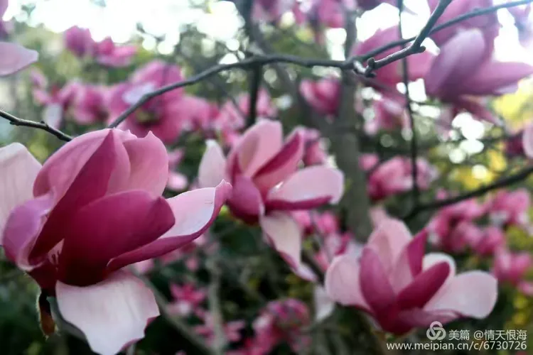 热点剖析:一年四季春为首，勤劳人家忙地头猜一准确动物