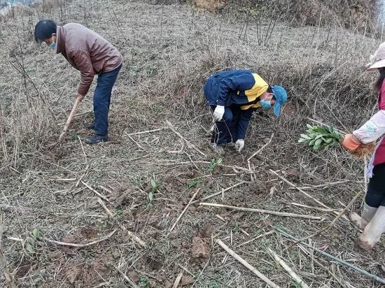 深度剖析:一年四季春为首，勤劳人家忙地头开过什么生肖