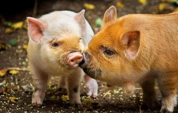 专家解析:但是羊虎加鸡猴，猪马万财鼠又来比喻什么动物