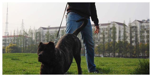 全面阐释:望而生畏不敢进对应那种动物