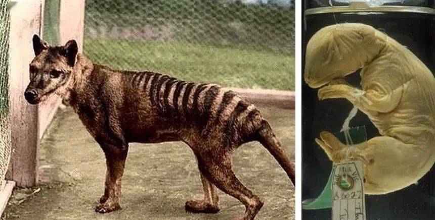 首发资讯:高处下望对应那种动物