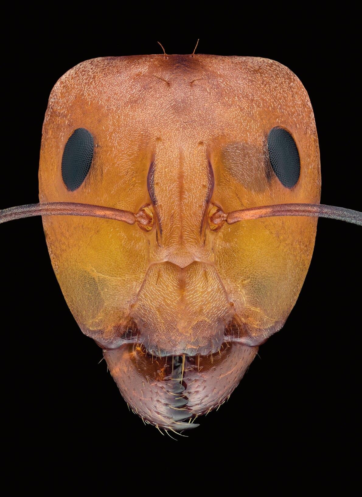 热点剖析（东南西北）打一最佳动物