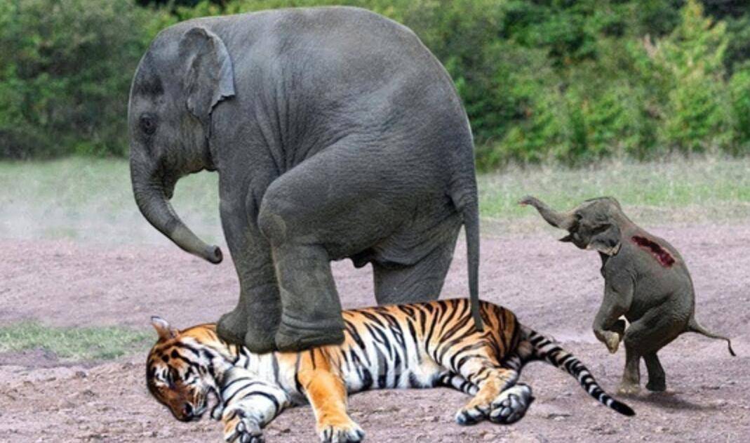 资深分析:主大僕大鷄狗升，莫怪四人隨富貴。打一动物