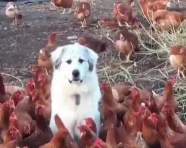 条理讲解:主大僕大鷄狗升，莫怪四人隨富貴。猜一准确动物