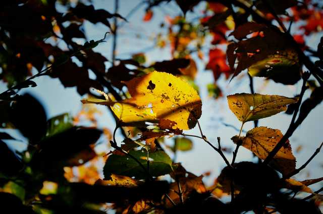全面阐释（独有干秋）猜本期生肖