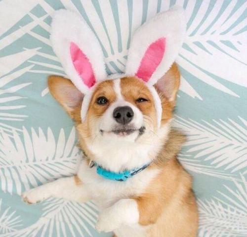 独家专访:春风化雨润绿草，犬守家园夜不息猜本期动物