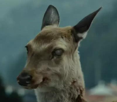 实战解析:黄钟瓦釜本期动物