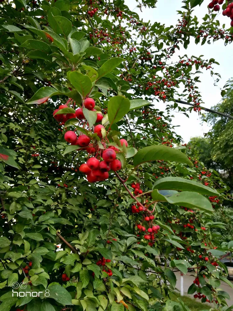 实战解析（绿树红果丰满收，桂花香来是佳人）猜指打个最佳精准代表哪一个生肖