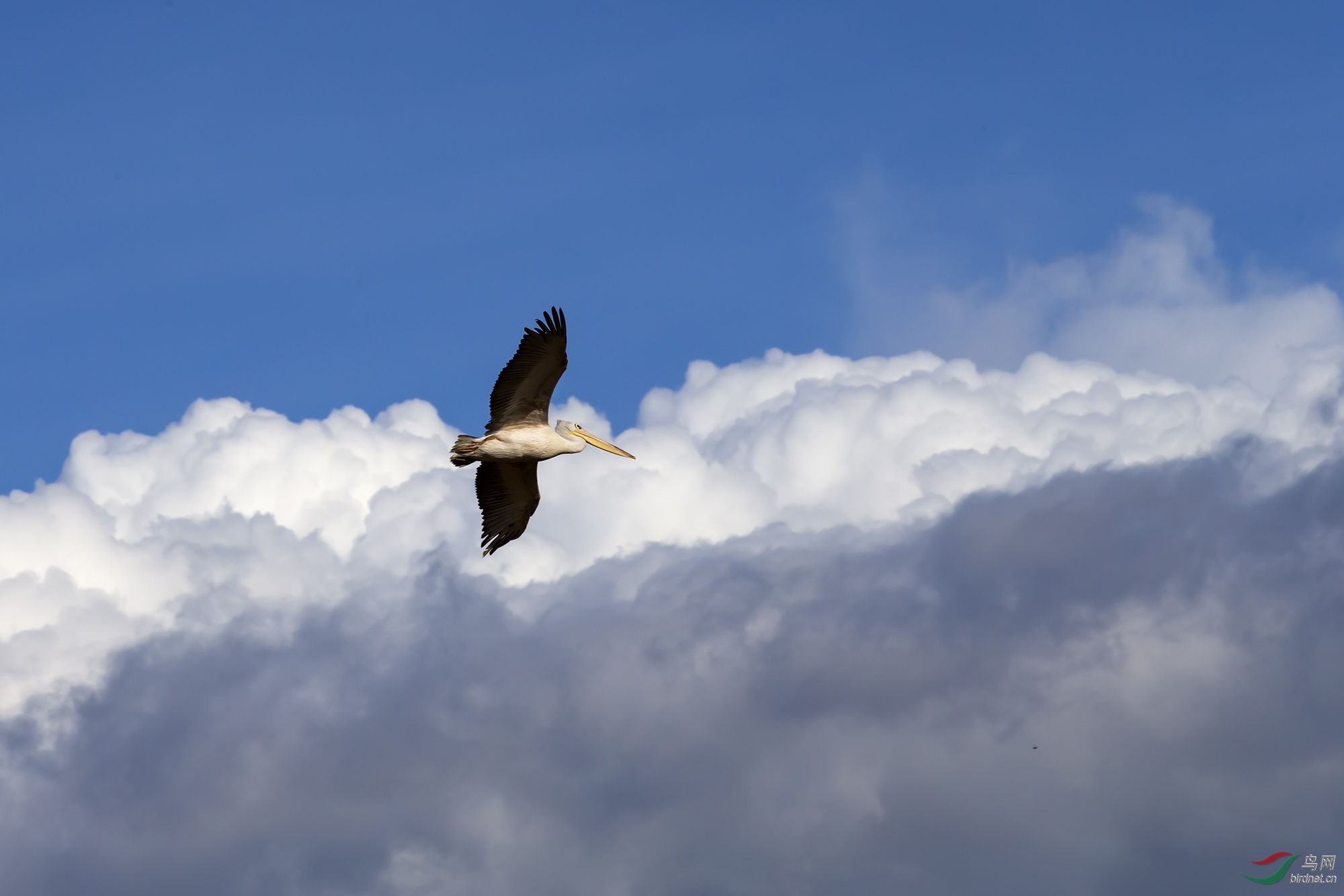 热点剖析:腾云驾雾指什么动物