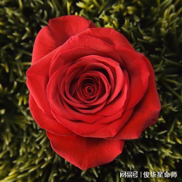 逐项解读:五颜六色景如画，十八姑娘一朵花代表什么准确生肖