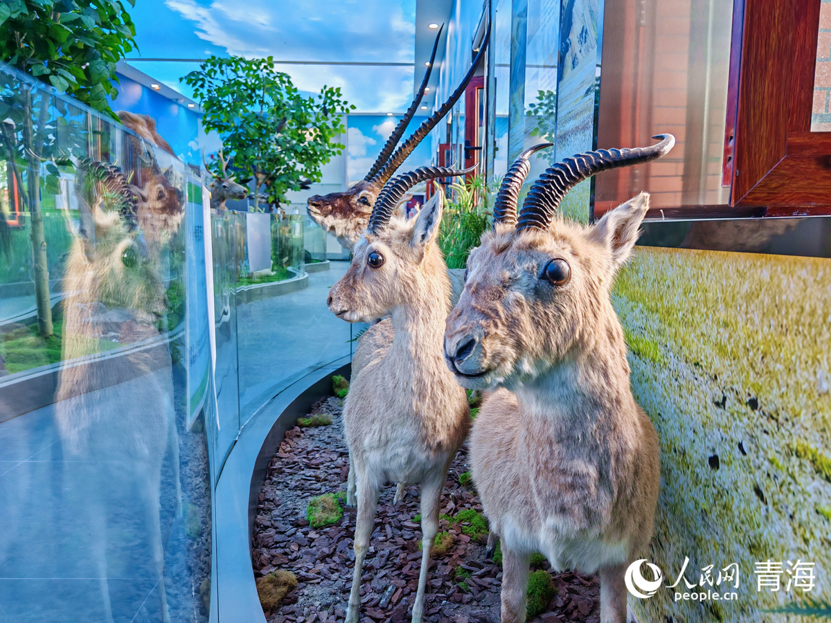 独家调查:风调雨顺打一准确动物