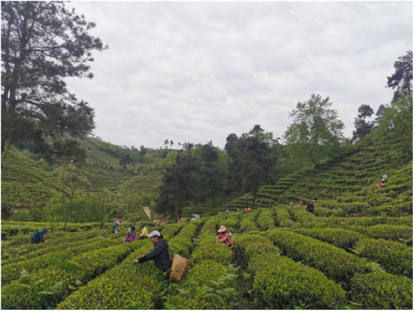 独家观察:春风化雨润绿草，犬守家园夜不息比喻什么动物