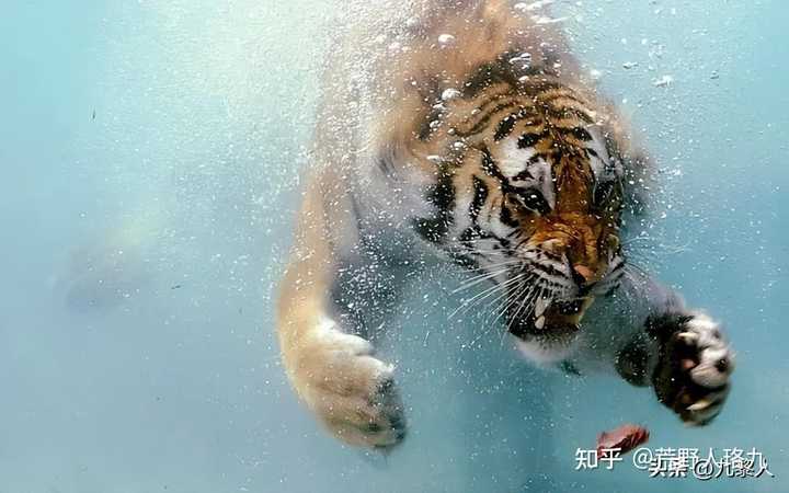 专家解析:望而生畏不敢进打一动物