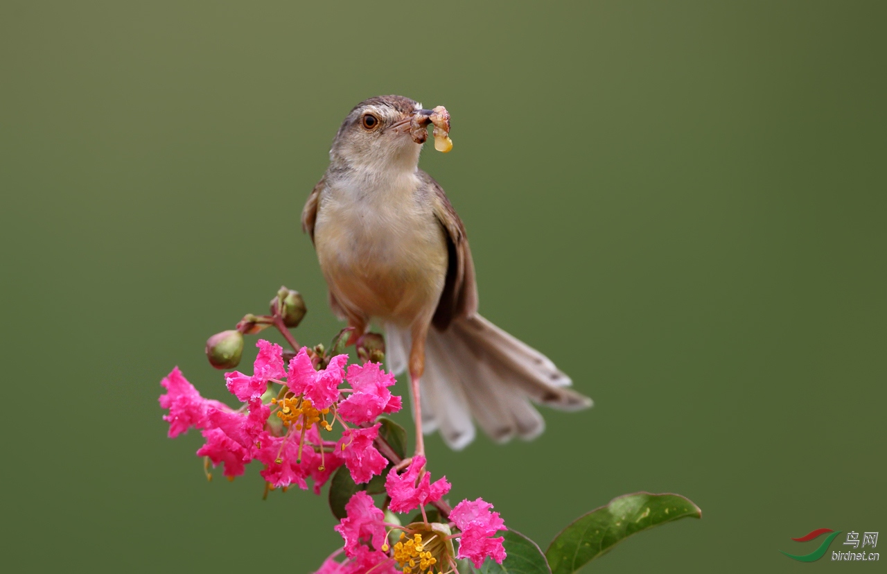 图文解析（欲钱买花枝招展的动物）打一最佳动物
