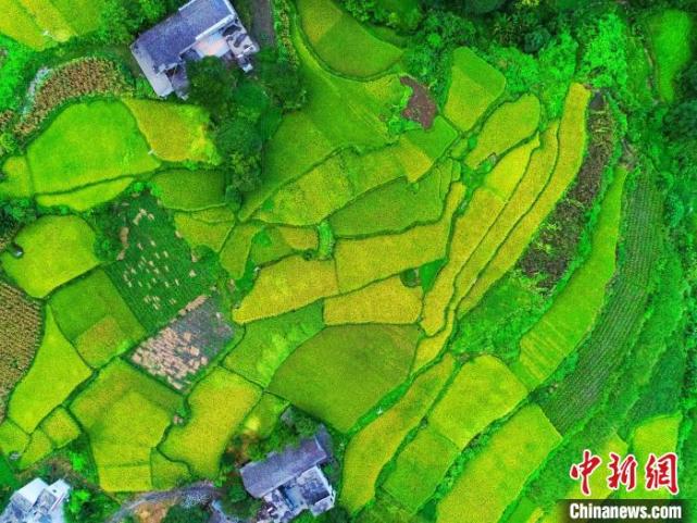 独家专访:五颜六色景如画，十八姑娘一朵花打一数字