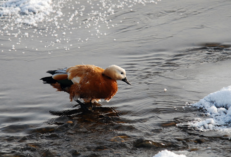 首发资讯:滴水成冰指什么生肖