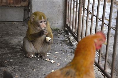 独家调查:但是羊虎加鸡猴，猪马万财鼠又来打一准确数字
