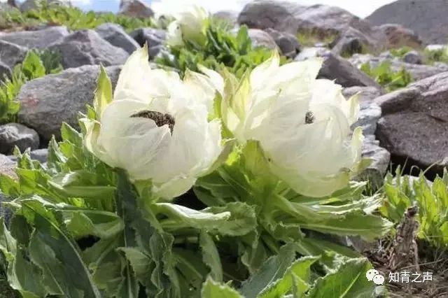 特讯:高山上的雪莲-不可多得打一准确数字