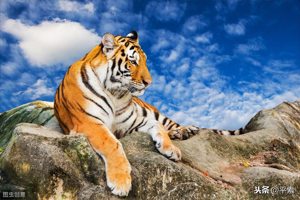 独家观察:高处下望打一生肖动物