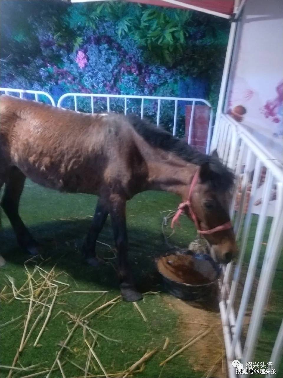 独家解读:金枝玉叶最娇贵，水满金山钱满仓比喻什么动物