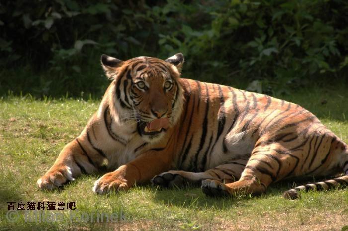 视角拆解（马上坐着食蛇客，倚香偎玉堪流连）对应那种动物