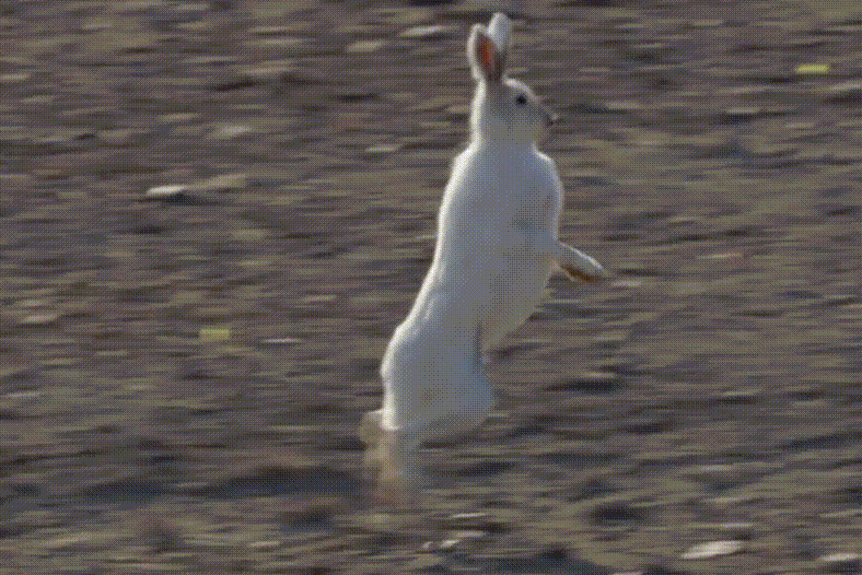 图文解析:兔子飛奔報喜來，鼠應天機上下開指啥动物