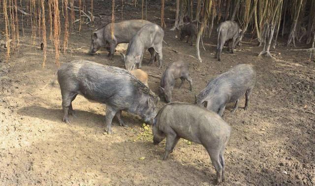 实战解析（今期蛇牛猪出特，头上花枝照酒卮）指打代表一最佳什么生肖