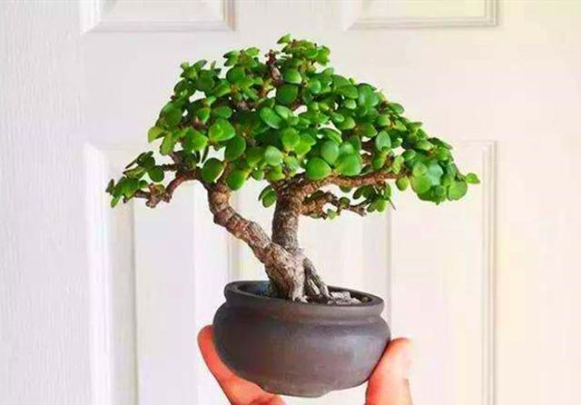 深度剖析:金枝玉叶最娇贵，水满金山钱满仓是什么生肖