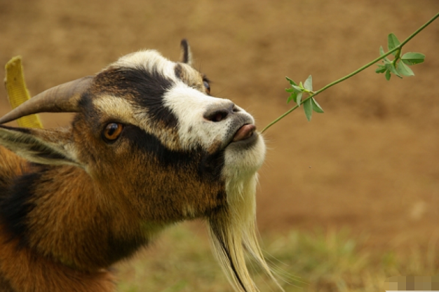 热点剖析:洋洋得意代表什么动物