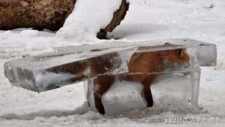 行家点评:滴水成冰正确答案动物