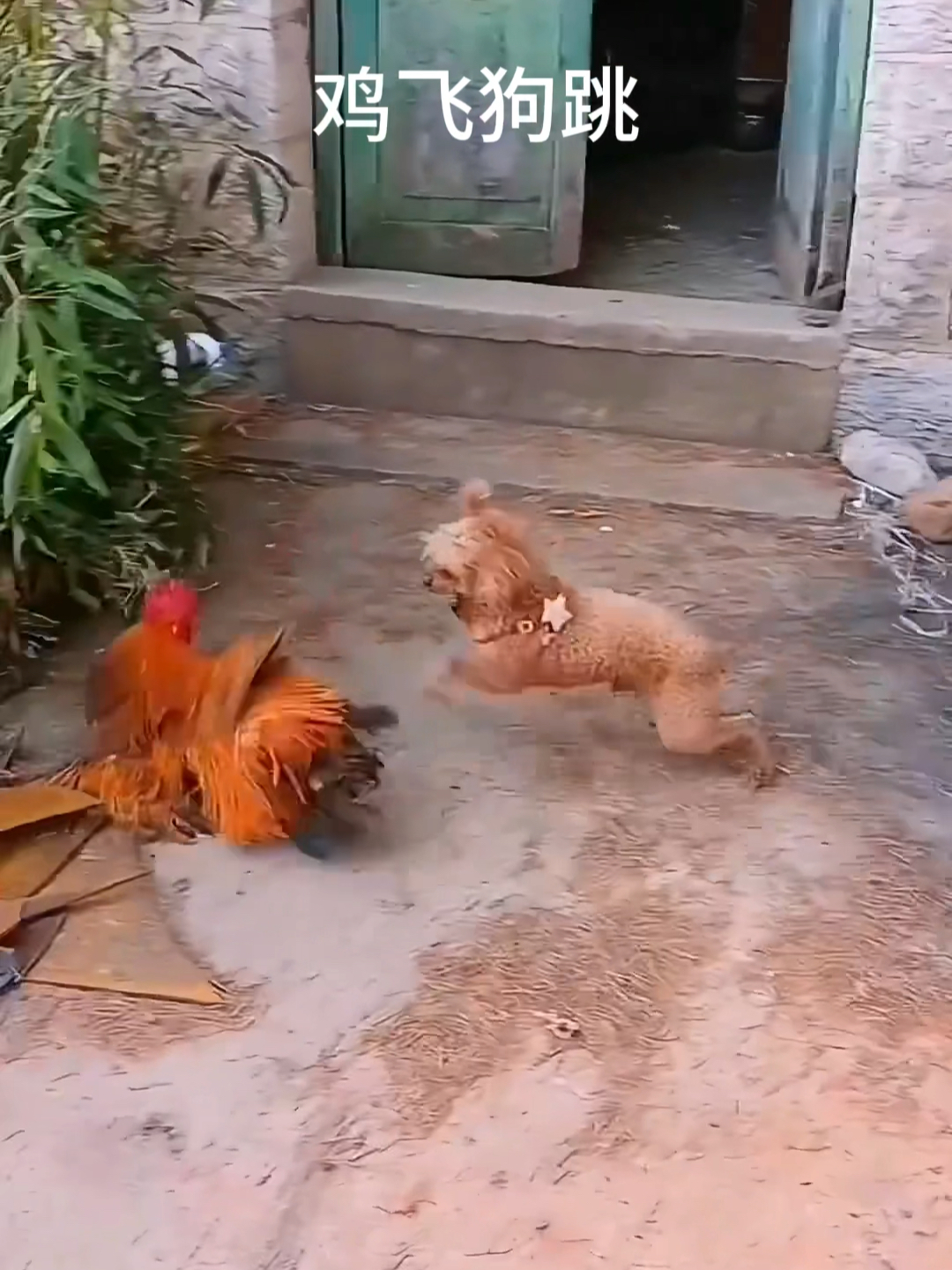 趋势研判:鸡飞狗跳最正确生肖