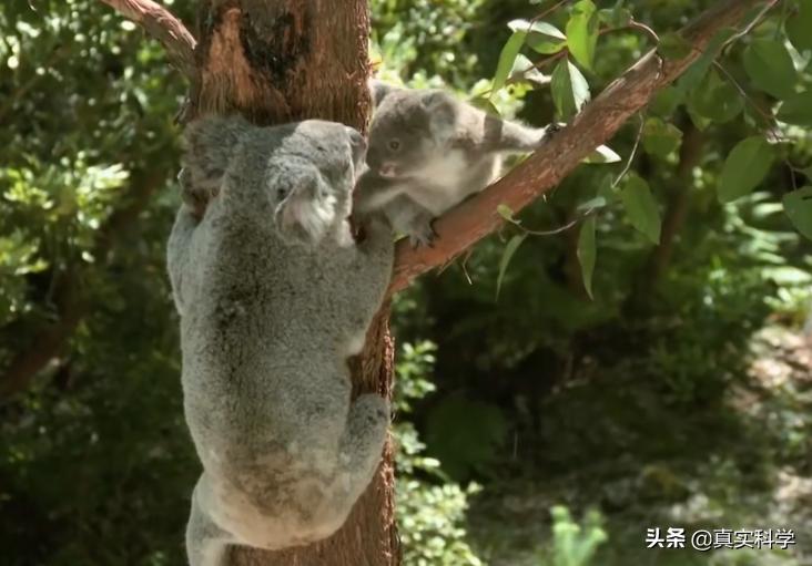 专家解析:欲钱买忠厚老实的动物，欲钱看西游记第一回。打一最佳动物