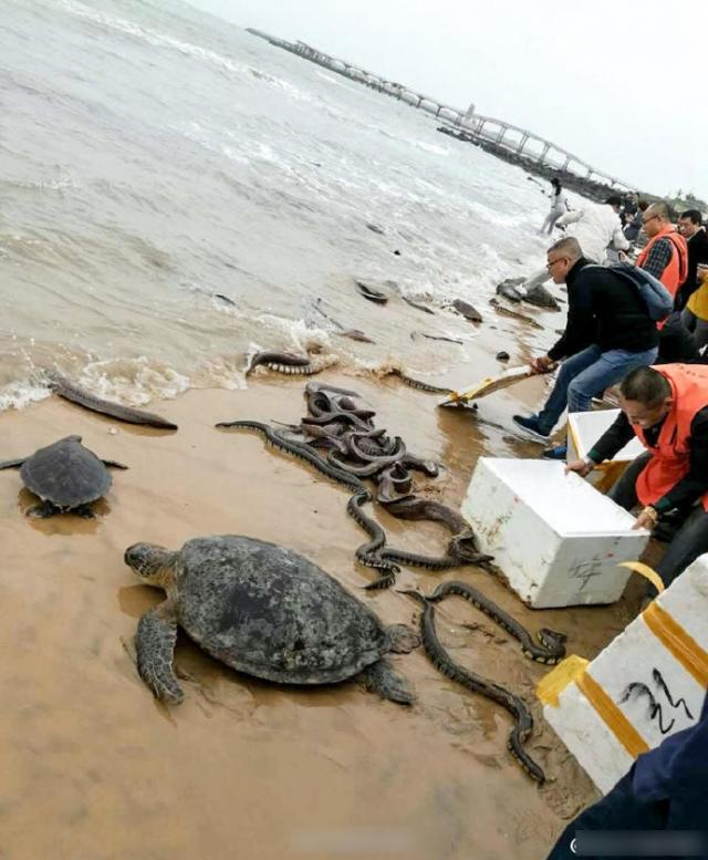 学术阐释:行善积德猜一准确动物
