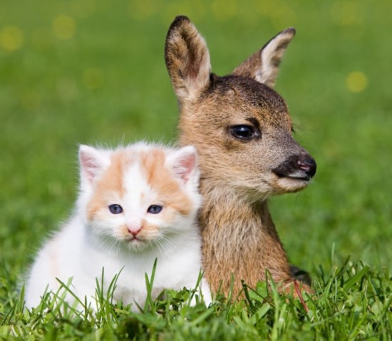 视角拆解（马上坐着食蛇客，倚香偎玉堪流连）对应那种动物