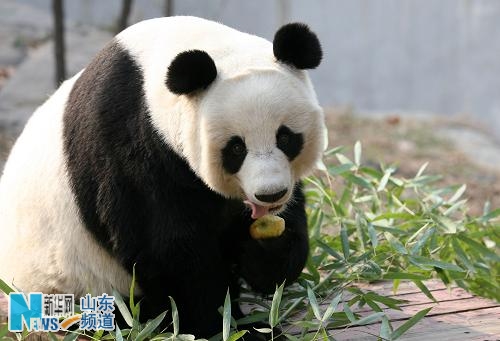 首发资讯:文思如泉猜一动物