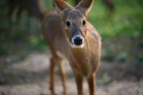 独家视点:二二四四同跟生，四四六六南北财打一最佳动物