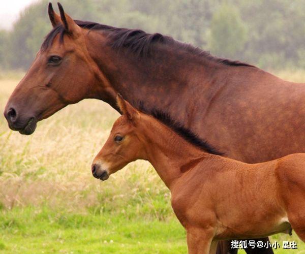 图文解析:行善积德代表什么动物