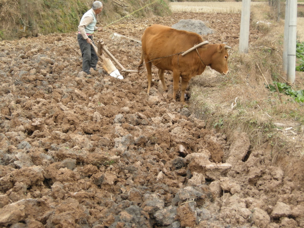 独家观察:一年四季春为首，勤劳人家忙地头比喻什么动物
