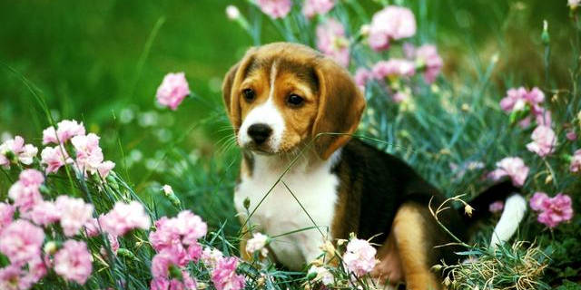 观点输出:高高在上代表什么生肖,打一准确最佳谜底