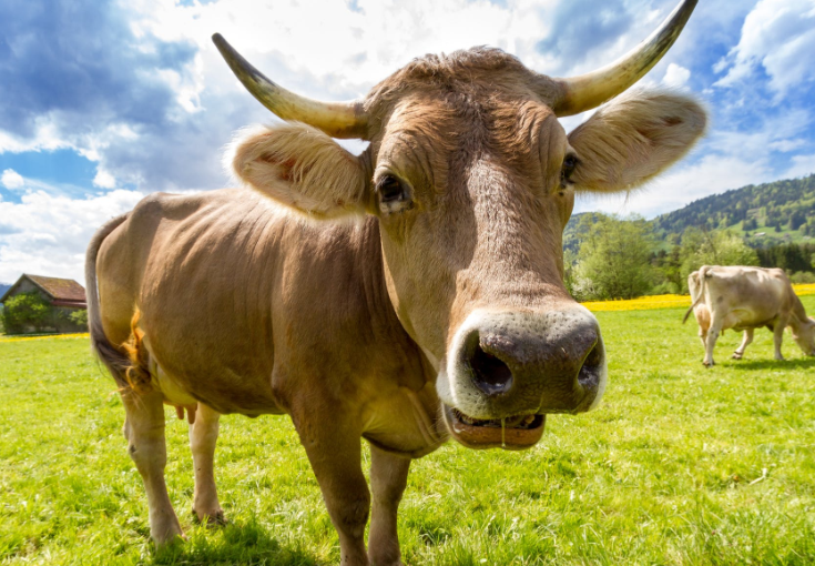 趋势研判:欲钱买四海为家的动物开过什么生肖