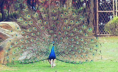 一手资讯:司马徽再荐名士，刘玄德三颐草庐打一动物谜底