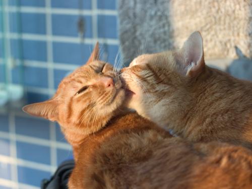 独家专访:买猴输尽光，三两点鸥沙外月。打一动物