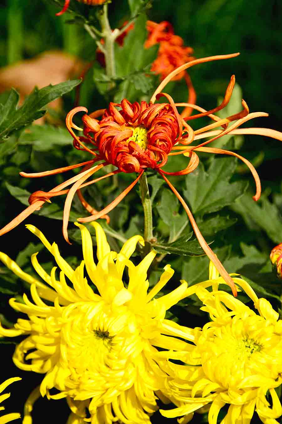 深度剖析（秋菊傲雪严冬寒）指什么生肖