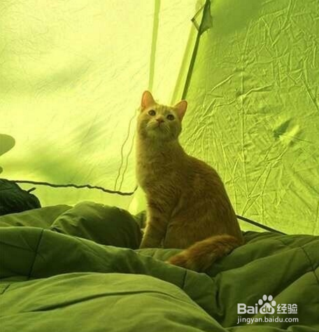 条理讲解:四海为家打一准确动物