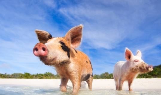 学术阐释（家有龙凤共风雨，自私亦懒猪蛇来。指啥动物