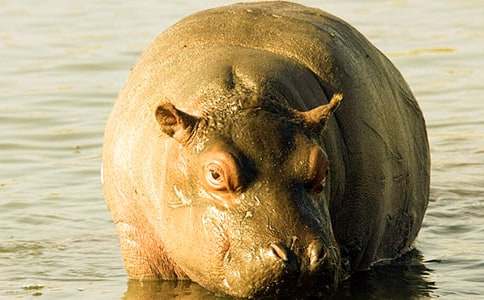 独家观察（一本正经）打一动物谜底